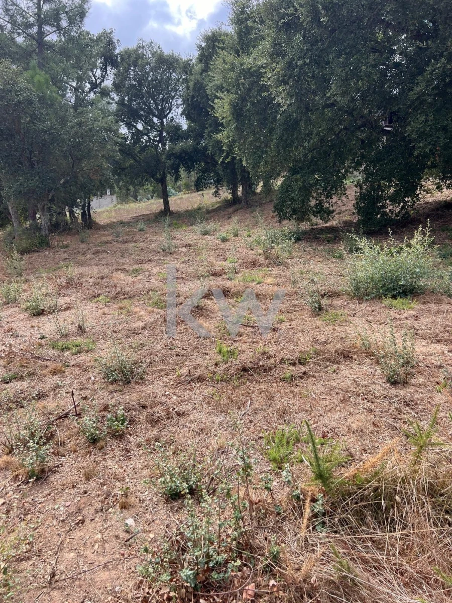 Terreno para Venda em Vila Nova de Monsarros Foto 6