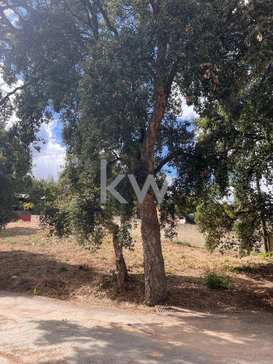 Terreno para Venda em Vila Nova de Monsarros Foto 3