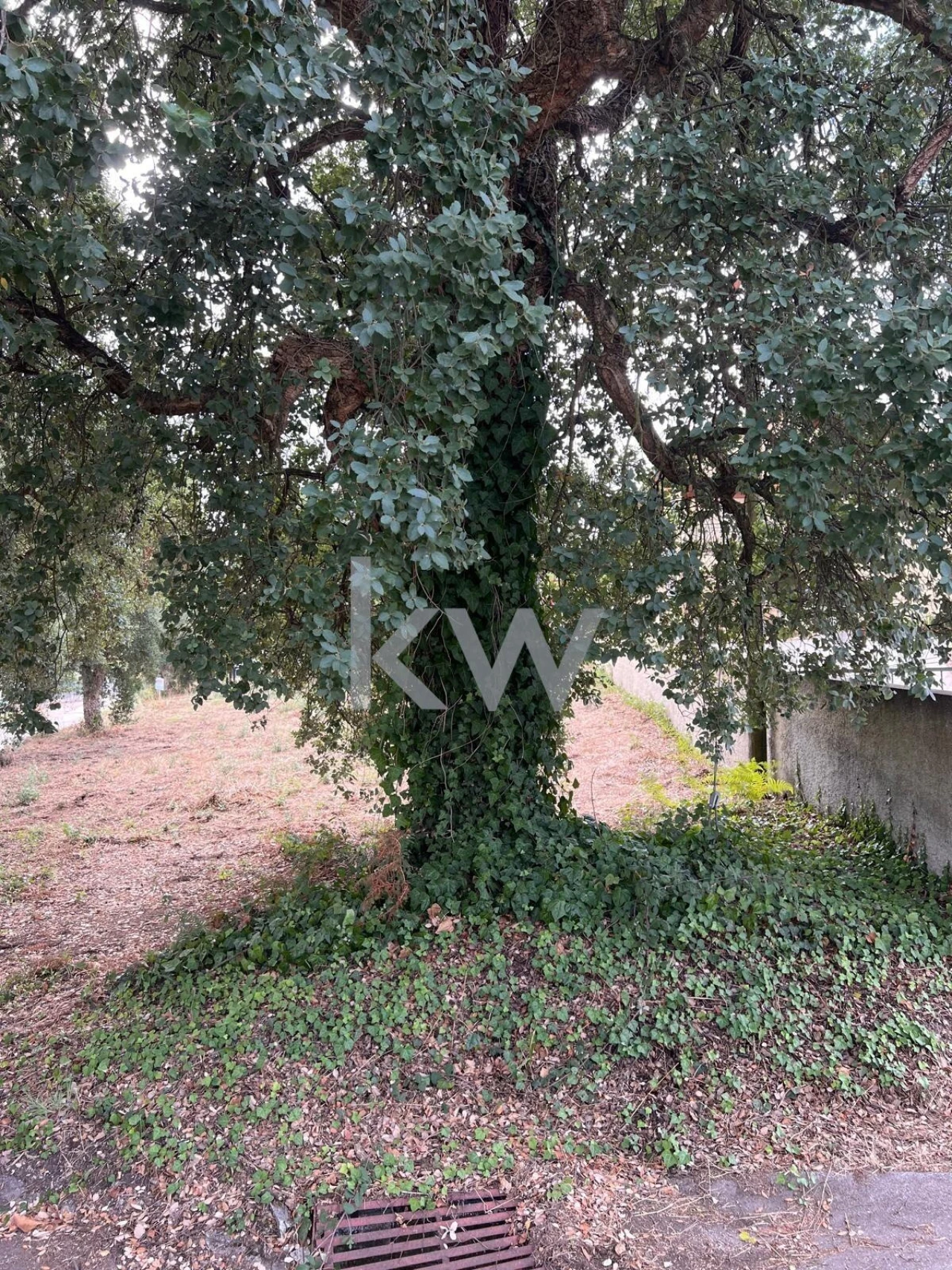 Terreno para Venda em Vila Nova de Monsarros Foto 4