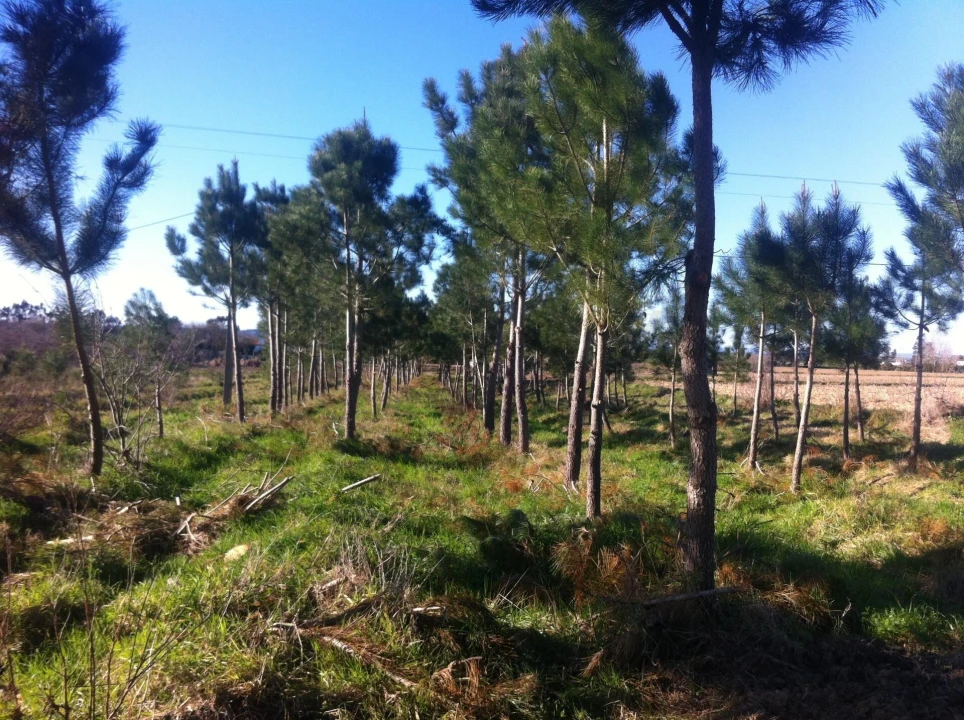 Quinta T5 para Venda em Benfica do Ribatejo Foto 32