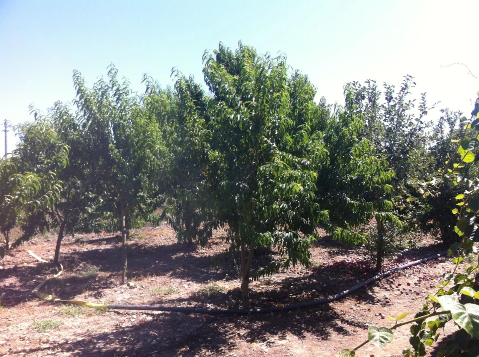 Quinta T5 para Venda em Benfica do Ribatejo Foto 37
