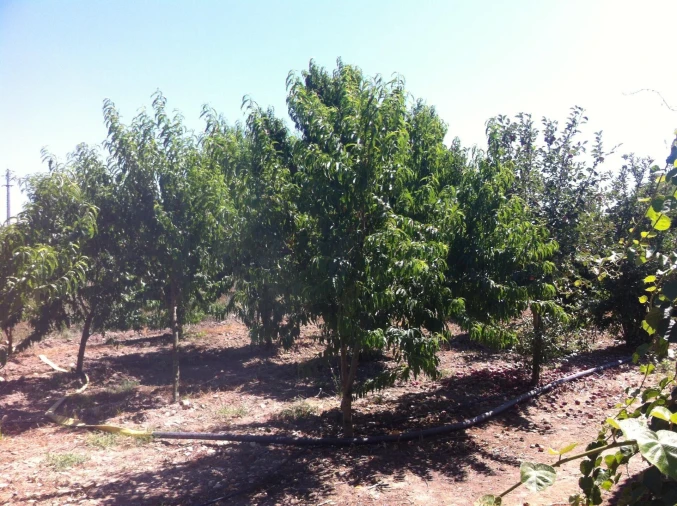 Quinta T5 para Venda em Benfica do Ribatejo Foto 37