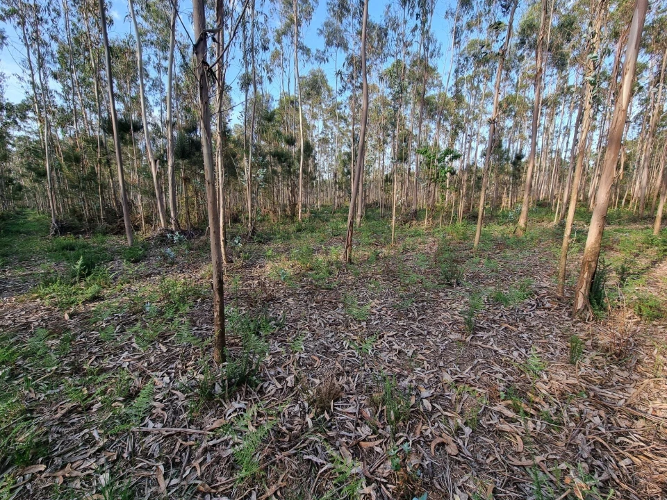 Terreno para Venda em Aver-O-Mar, Amorim e Terroso Foto 7