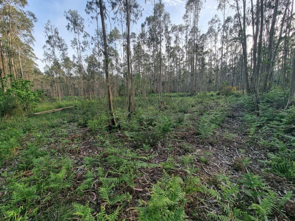 Terreno para Venda em Aver-O-Mar, Amorim e Terroso Foto 11