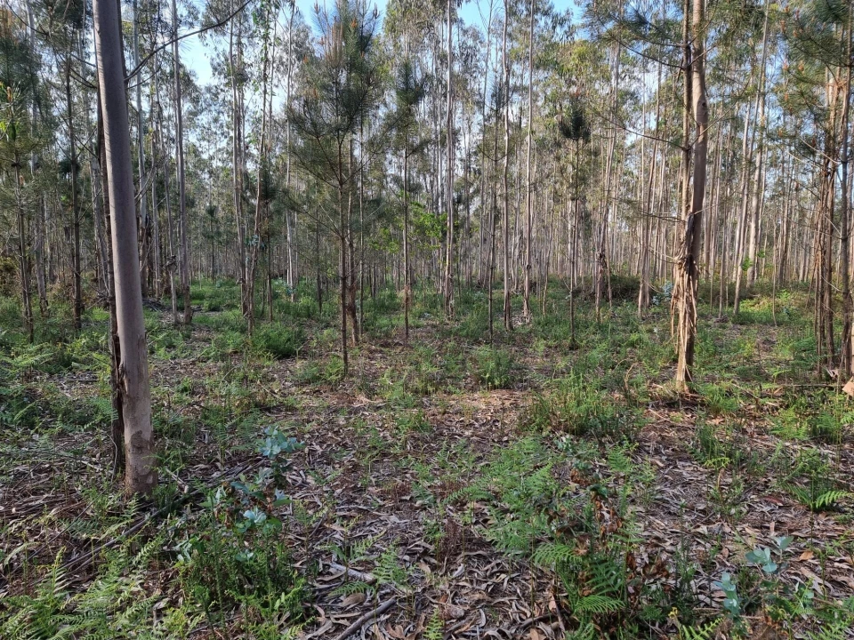 Terreno para Venda em Aver-O-Mar, Amorim e Terroso Foto 5