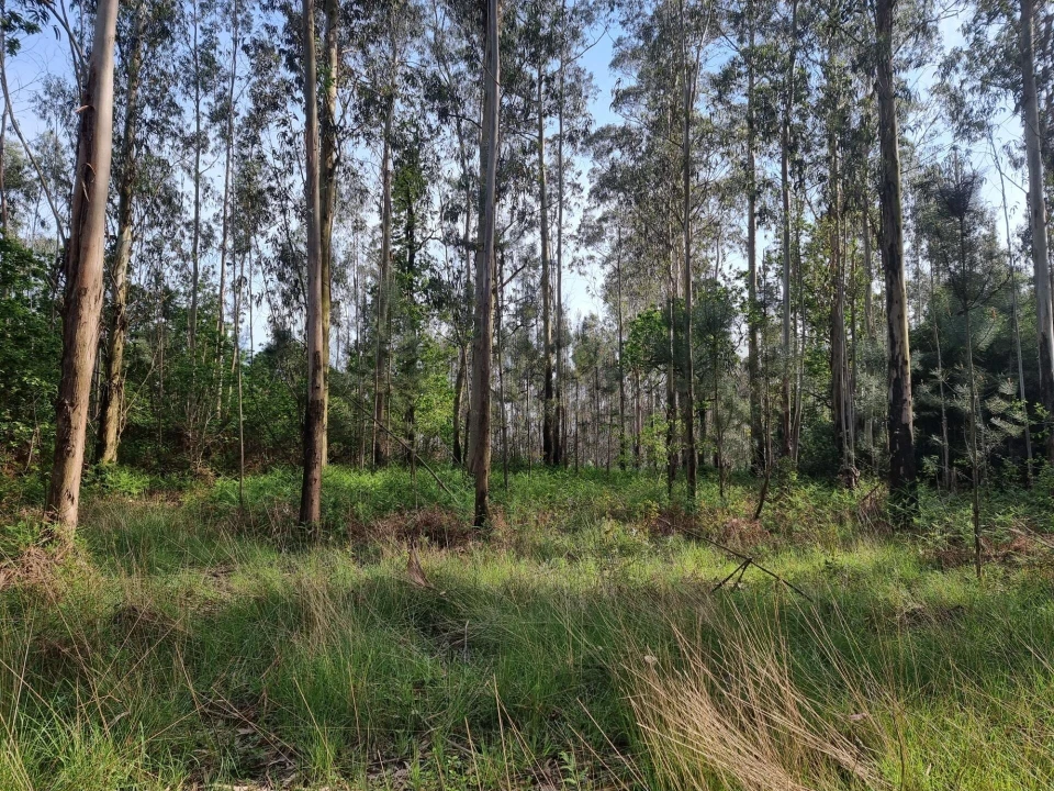 Terreno para Venda em Aver-O-Mar, Amorim e Terroso Foto 2