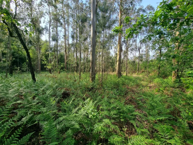 Terreno para Venda em Aver-O-Mar, Amorim e Terroso Foto 1