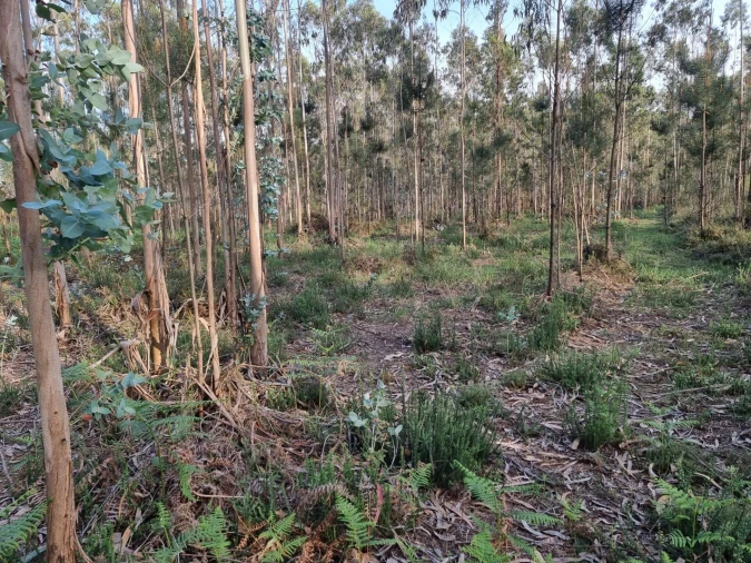Terreno para Venda em Aver-O-Mar, Amorim e Terroso Foto 8