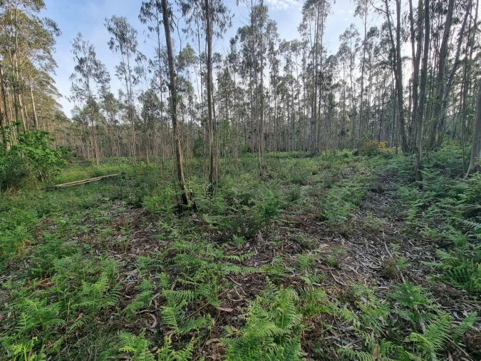 Terreno para Venda em Aver-O-Mar, Amorim e Terroso Foto 11