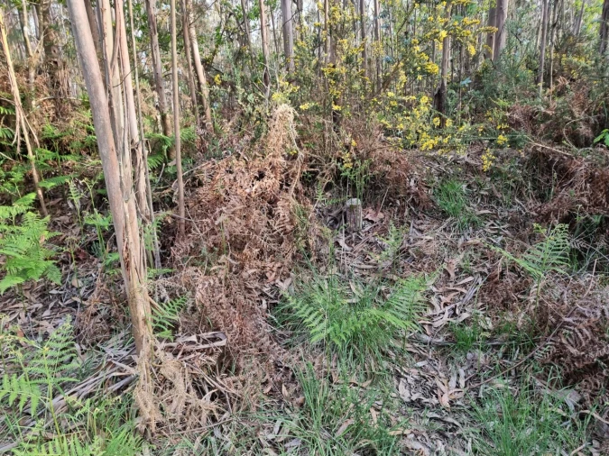 Terreno para Venda em Aver-O-Mar, Amorim e Terroso Foto 6