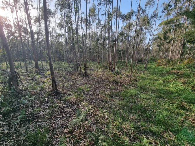 Terreno para Venda em Aver-O-Mar, Amorim e Terroso Foto 3