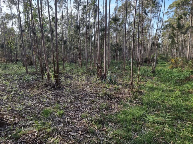 Terreno para Venda em Aver-O-Mar, Amorim e Terroso Foto 4