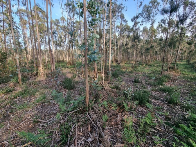 Terreno para Venda em Aver-O-Mar, Amorim e Terroso Foto 9