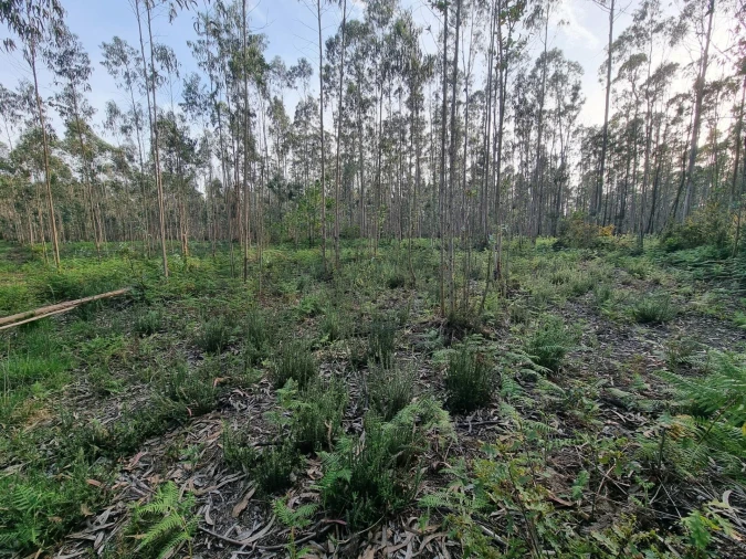 Terreno para Venda em Aver-O-Mar, Amorim e Terroso Foto 12