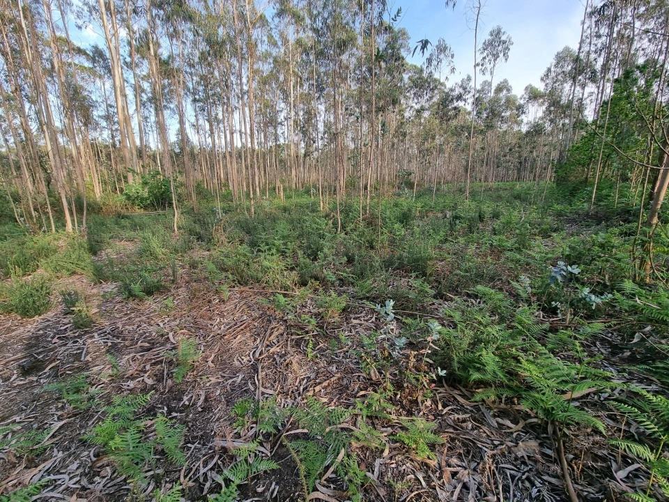 Terreno para Venda em Aver-O-Mar, Amorim e Terroso Foto 10