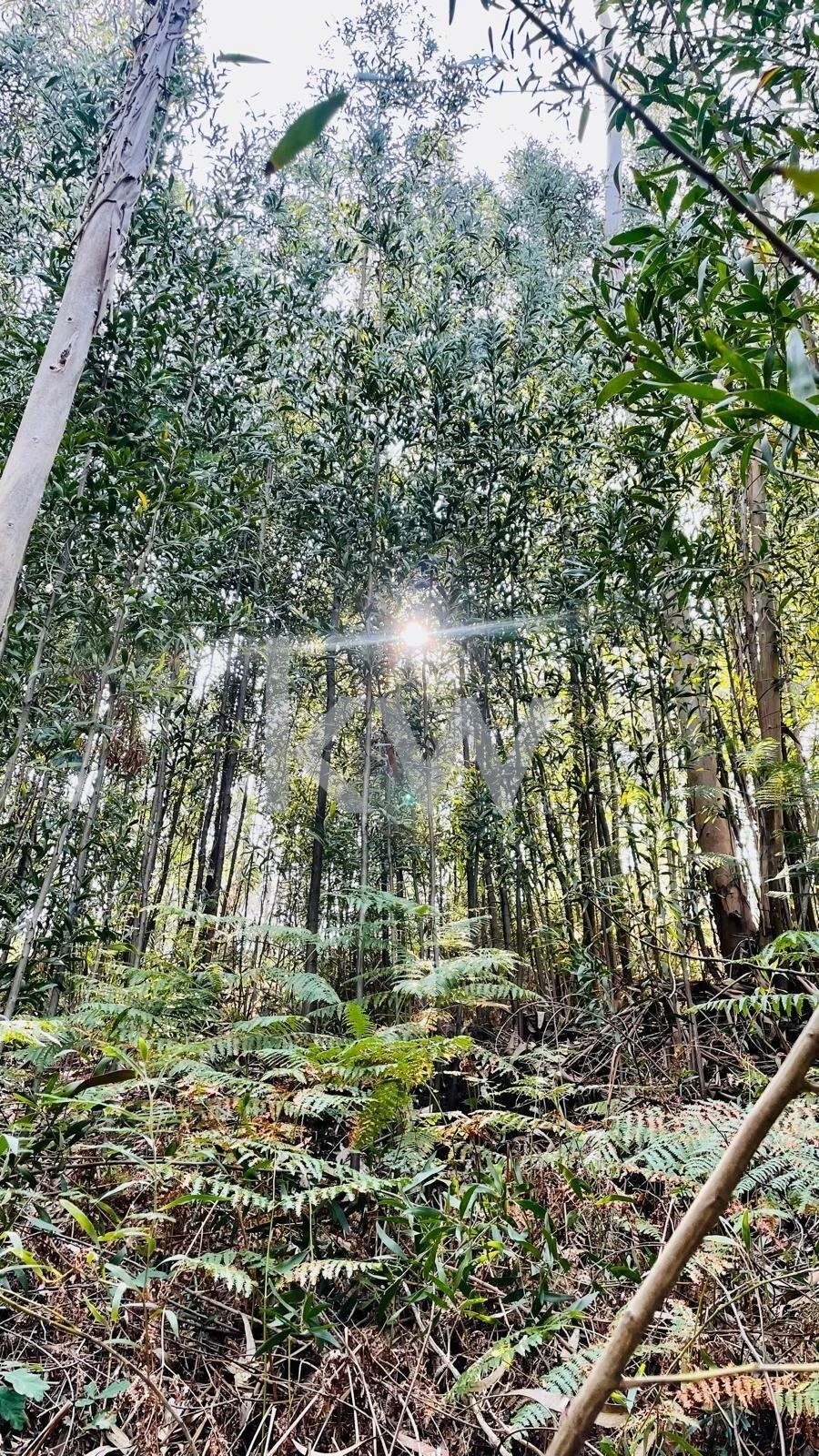 Terreno para Venda em Melres e Medas Foto 17