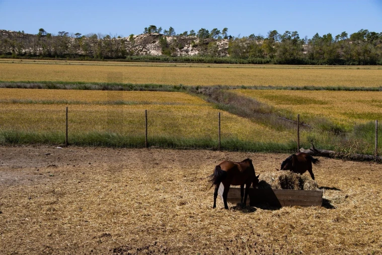 Terreno para Venda em Grândola e Santa Margarida da Serra Foto 19