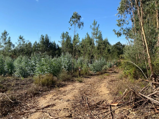Terreno para Venda em Arrouquelas Foto 6