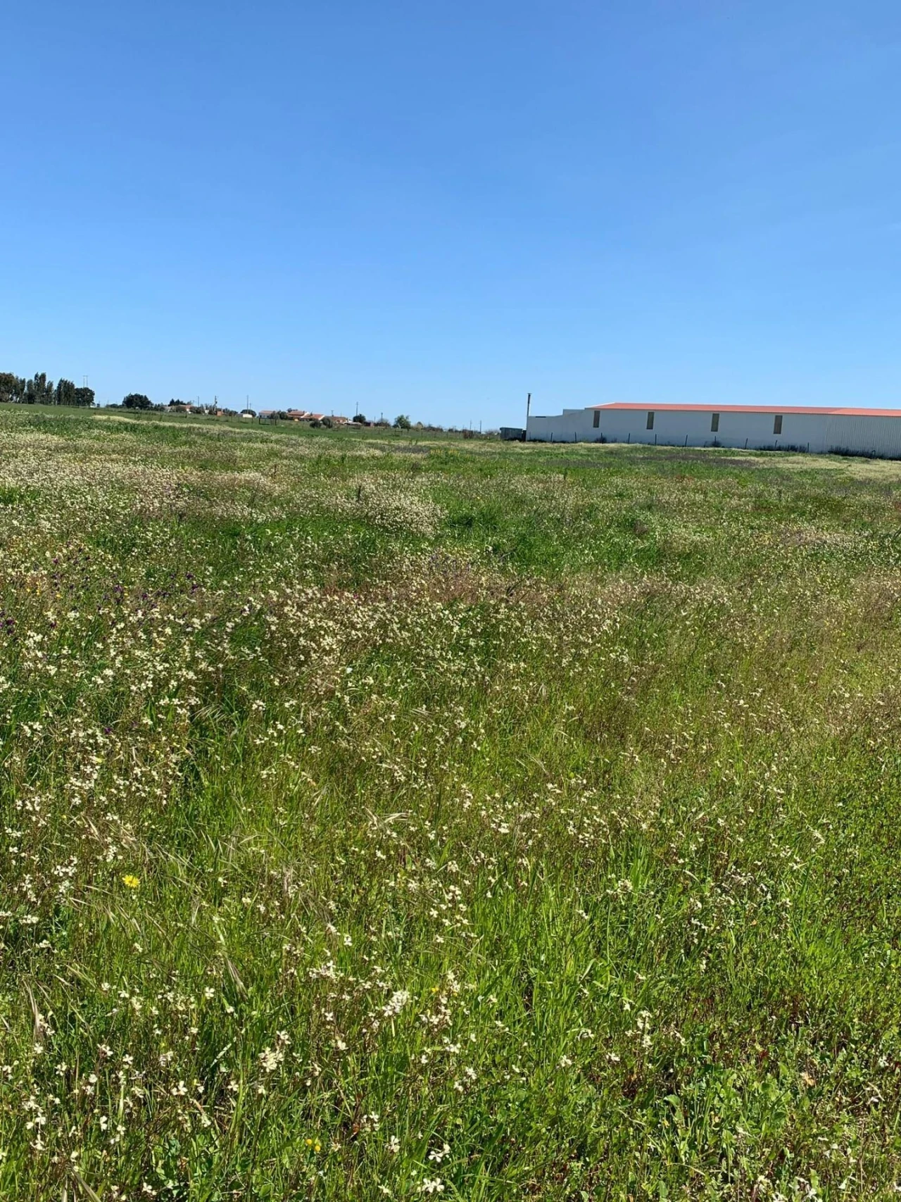 Terreno para Venda em Poceirão e Marateca Foto 5