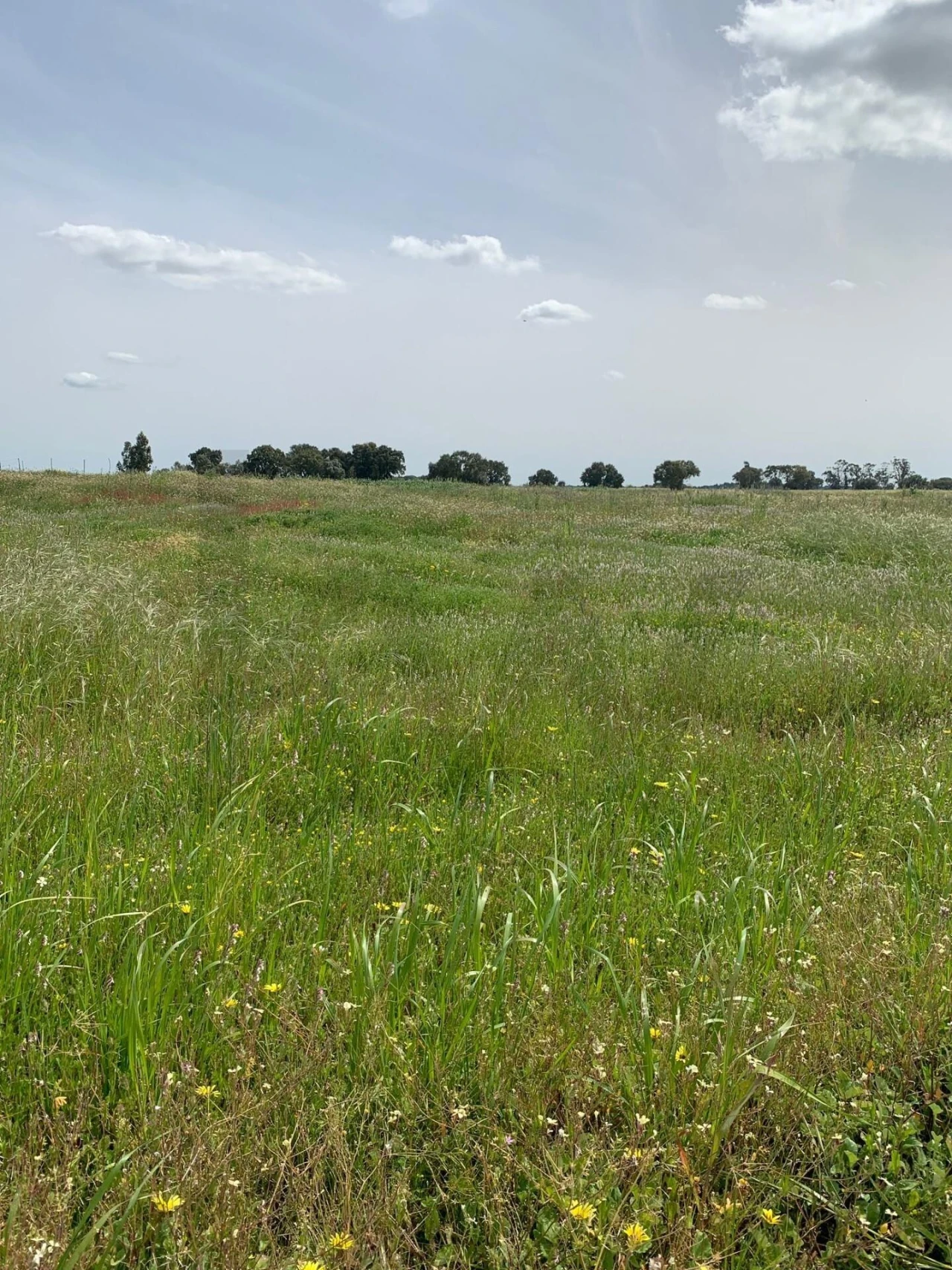 Terreno para Venda em Poceirão e Marateca Foto 6