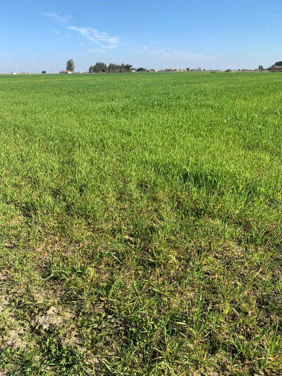 Terreno para Venda em Poceirão e Marateca Foto 9