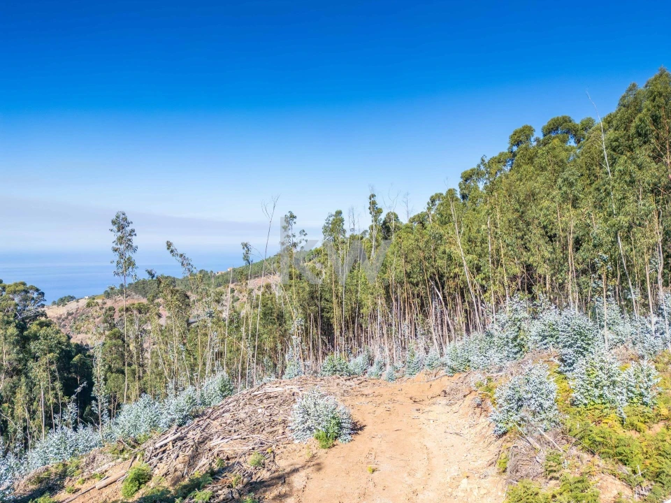 Terreno para Venda em Estreito da Calheta Foto 11