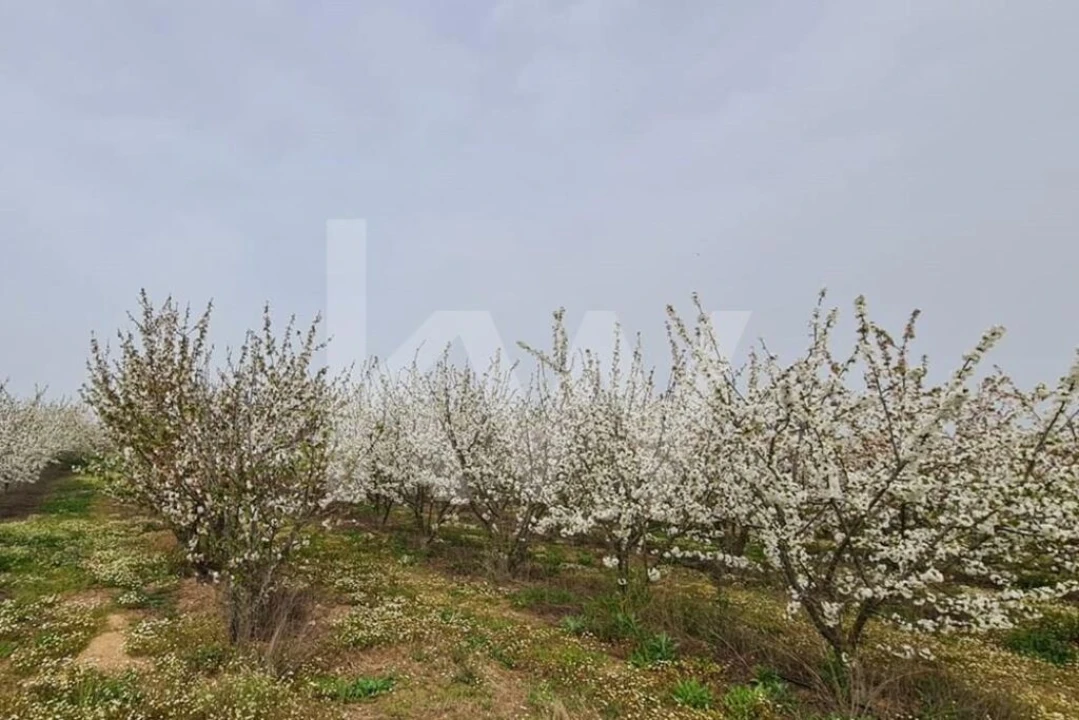 Terreno para Venda em Ladoeiro Foto 71