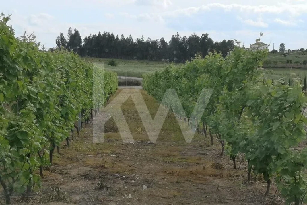Terreno para Venda em Ladoeiro Foto 8