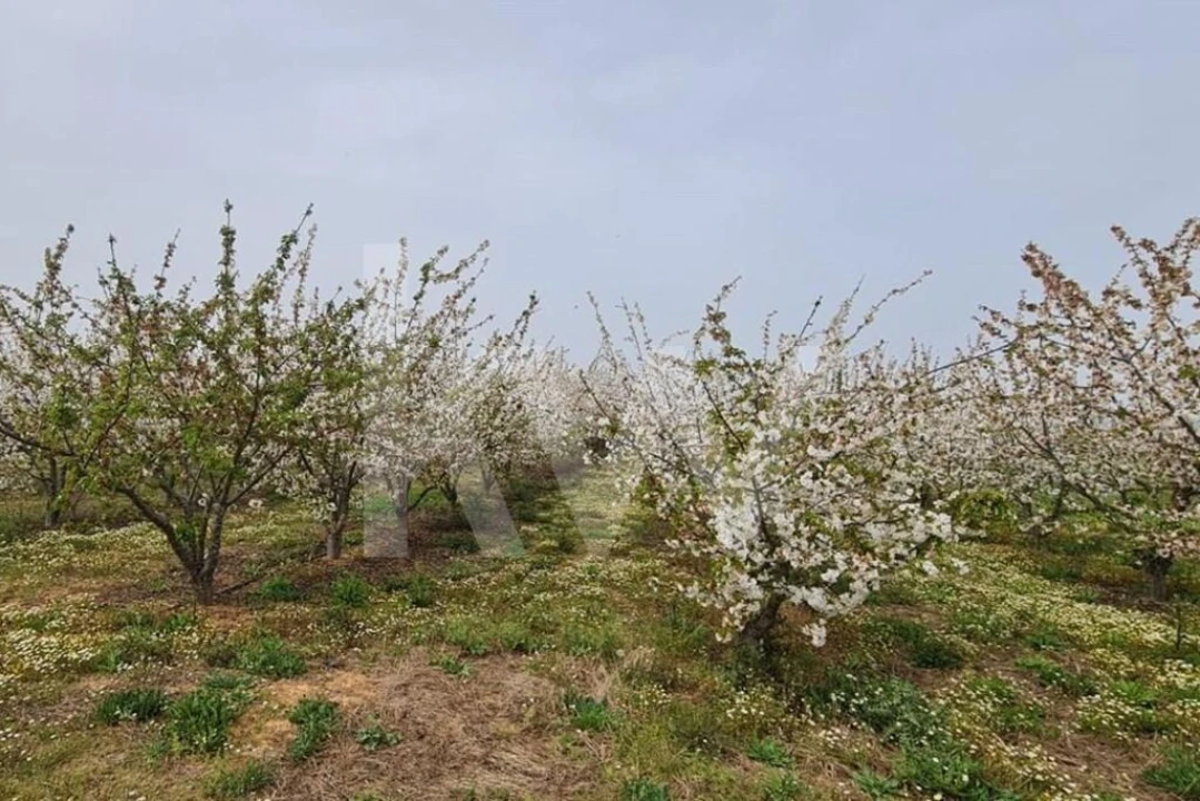 Terreno para Venda em Ladoeiro Foto 70