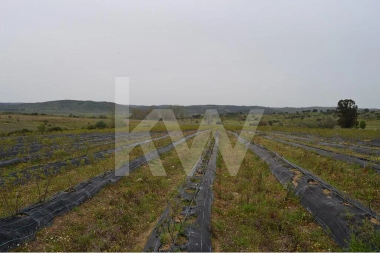 Terreno para Venda em Ladoeiro Foto 94