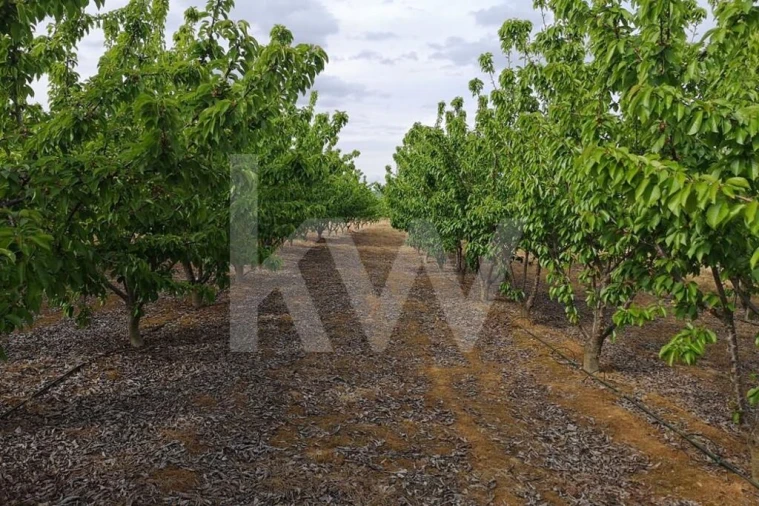 Terreno para Venda em Ladoeiro Foto 4
