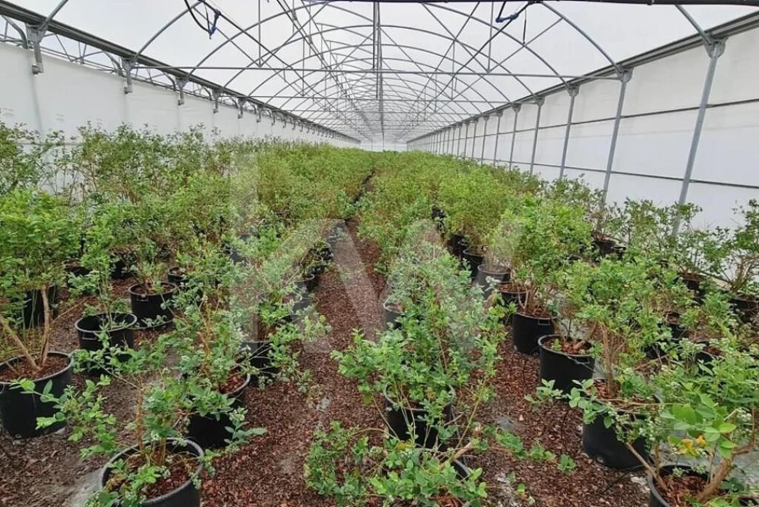 Terreno para Venda em Ladoeiro Foto 47