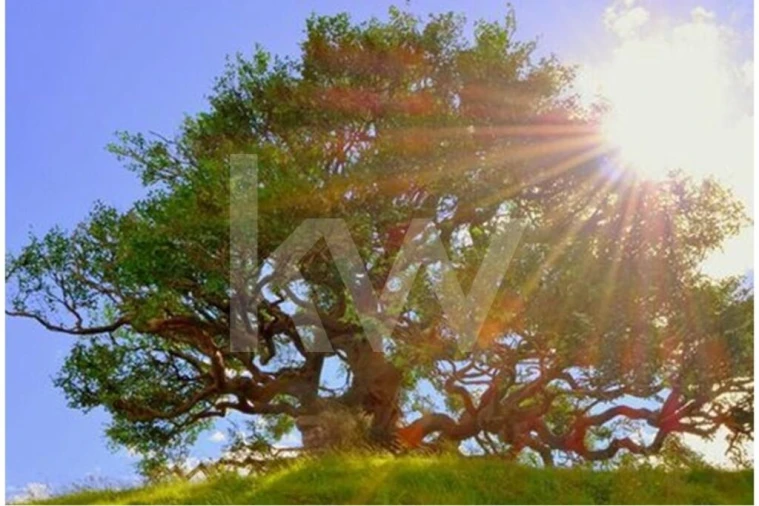 Terreno para Venda em Abela Foto 18