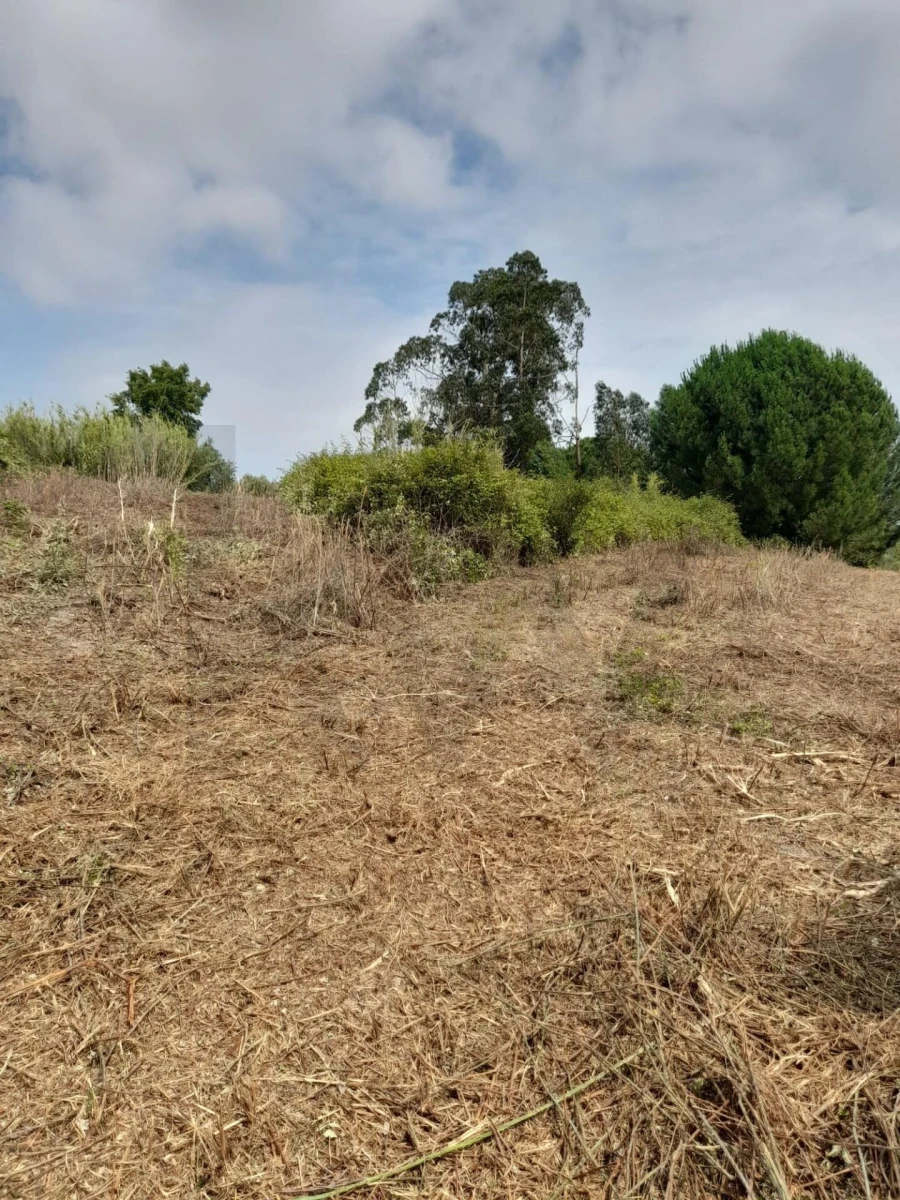 Terreno para Venda em Cartaxo e Vale da Pinta Foto 8