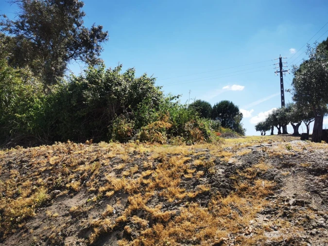 Terreno para Venda em Cartaxo e Vale da Pinta Foto 4