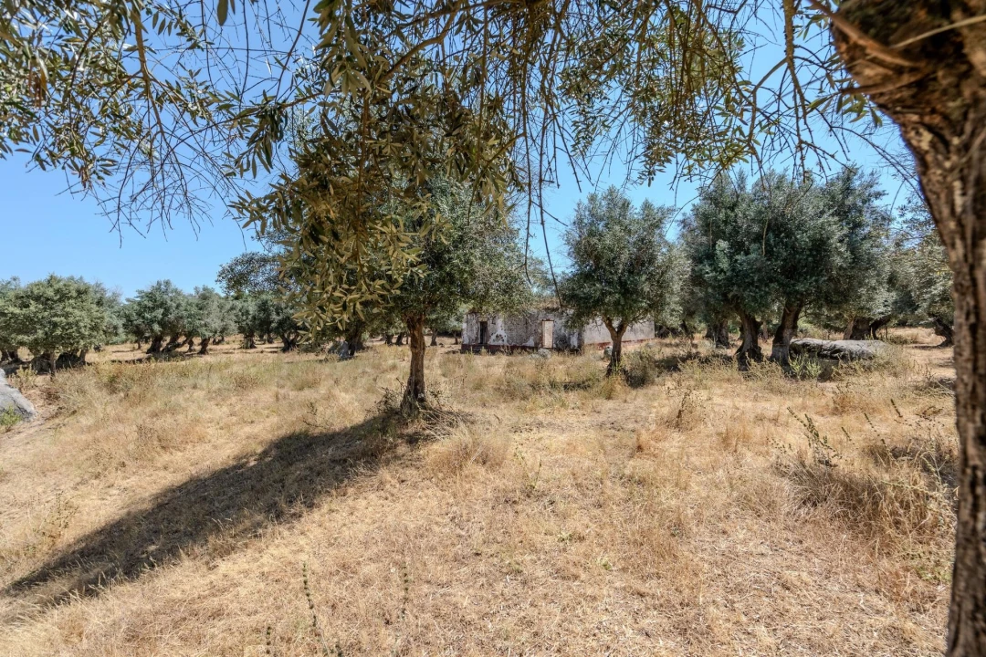Terreno para Venda em Nossa Senhora da Vila, Nossa Senhora do Bispo e Silveiras Foto 21