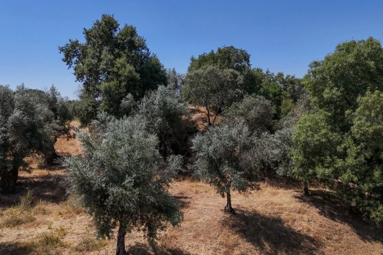 Terreno para Venda em Nossa Senhora da Vila, Nossa Senhora do Bispo e Silveiras Foto 34