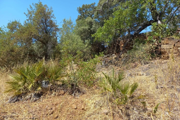 Terreno para Venda em Santa Catarina da Fonte do Bispo Foto 13