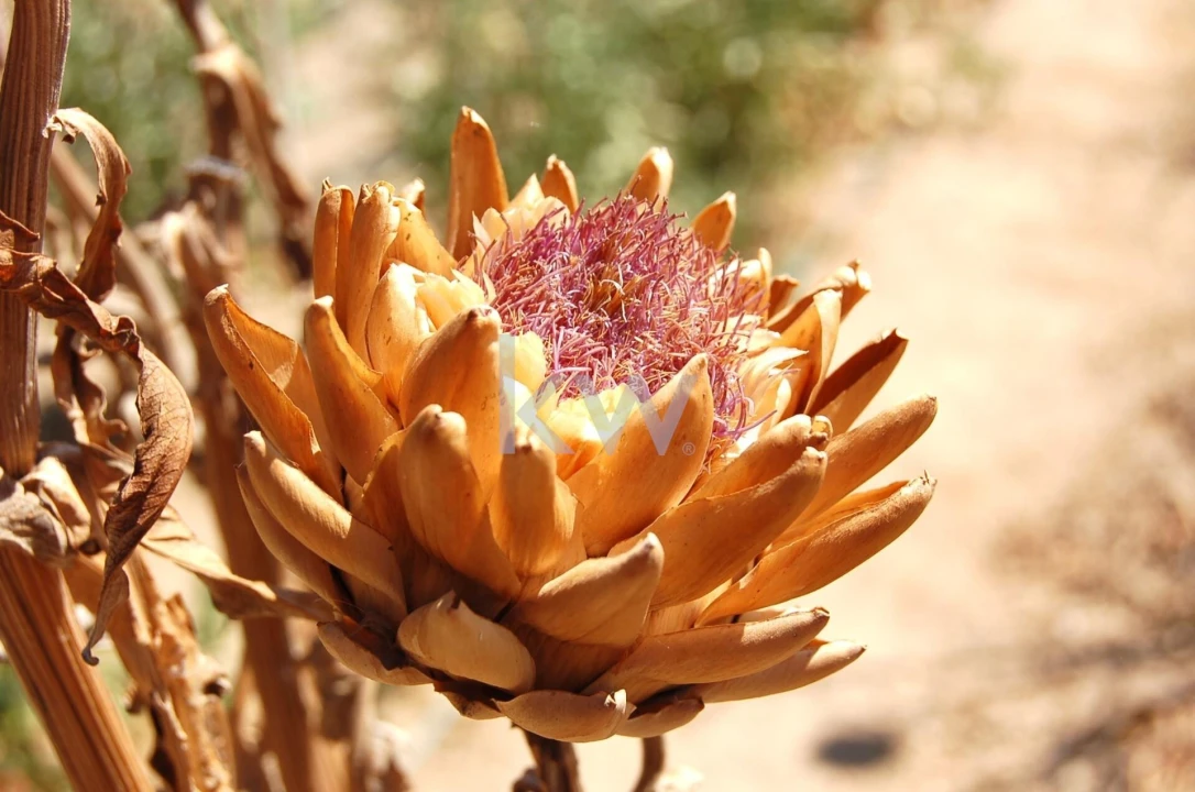 Quinta T2 para Venda em Monsaraz Foto 111