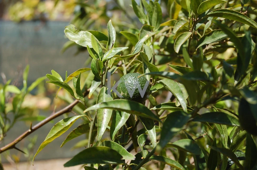 Quinta T2 para Venda em Monsaraz Foto 109