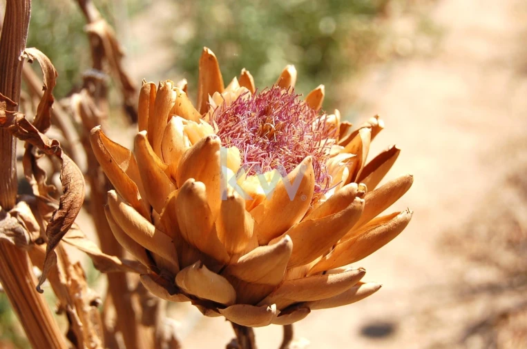 Quinta T2 para Venda em Monsaraz Foto 111