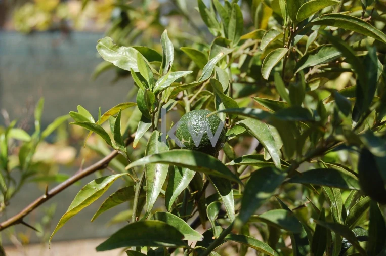 Quinta T2 para Venda em Monsaraz Foto 109