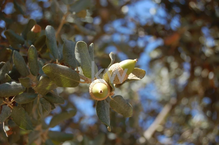 Quinta T2 para Venda em Monsaraz Foto 108