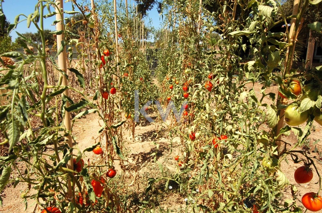 Quinta T2 para Venda em Monsaraz Foto 106