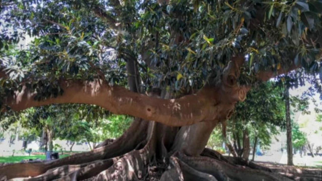 Apartamento T4 para Arrendamento em Estrela Foto 31