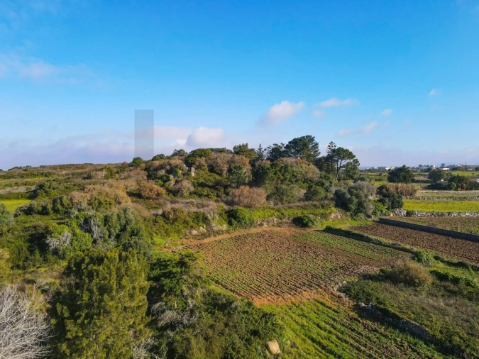 Terreno para Venda em Santa Maria e São Miguel, São Martinho, São Pedro Penaferrim Foto 2
