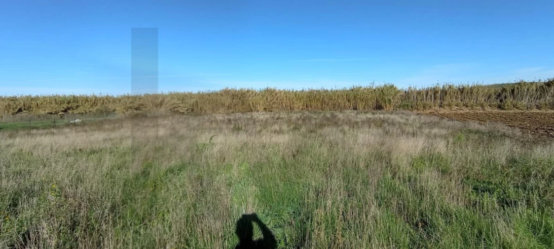 Terreno para Venda em São Pedro da Cadeira Foto 6