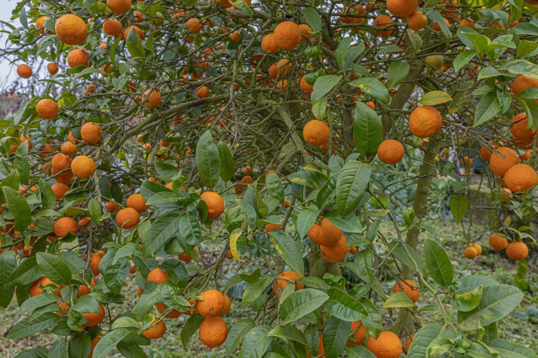 Quinta T5 para Venda em Painho e Figueiros Foto 60