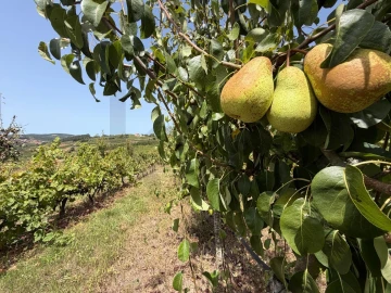 Quinta T5 para Venda em Painho e Figueiros
