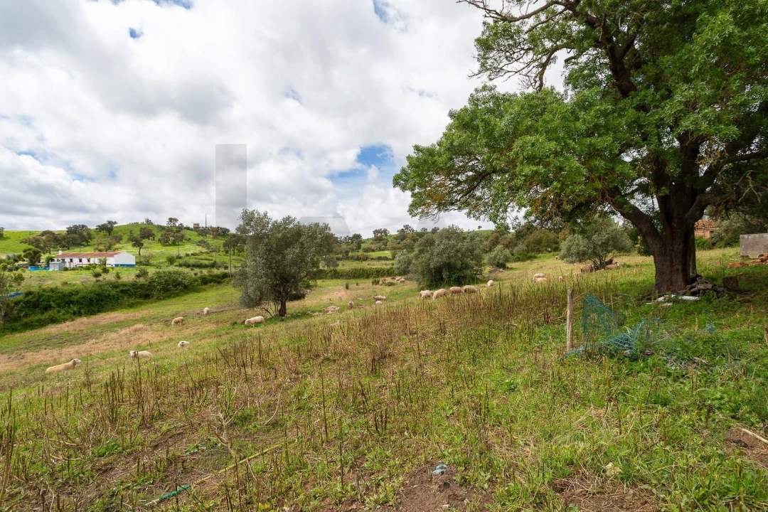 Terreno para Venda em Cercal Foto 13